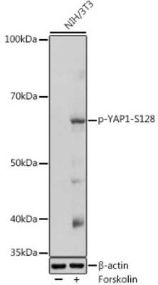 Western Blot: YAP1 [p Ser128] Antibody [NBP3-16939] - Western blot analysis of extracts of NIH/3T3 cells, using YAP1 antibody (NBP3-16939) at 1:1000 dilution.NIH/3T3 cells were treated by Forskolin (30 uM) at 37C for 30 minutes after serum-starvation overnight. Secondary antibody: HRP Goat Anti-Rabbit IgG (H+L) at 1:10000 dilution. Lysates/proteins: 25ug per lane. Blocking buffer: 3% nonfat dry milk in TBST. Detection: ECL Enhanced Kit. Exposure time: 60s.